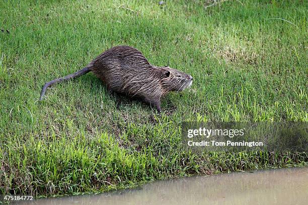 Muskrat is seen near flooded pathways during Round Two of the AT&T Byron Nelson at the TPC Four Seasons Resort Las Colinas on May 29, 2015 in Irving,...