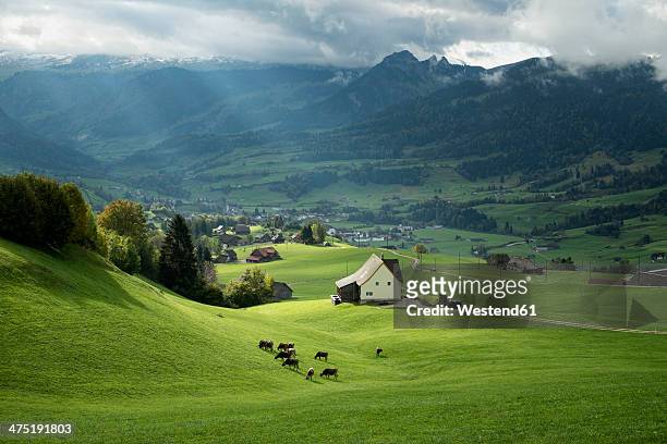 switzerland, canton of st. gallen, swiss alps - swiss cow stock pictures, royalty-free photos & images