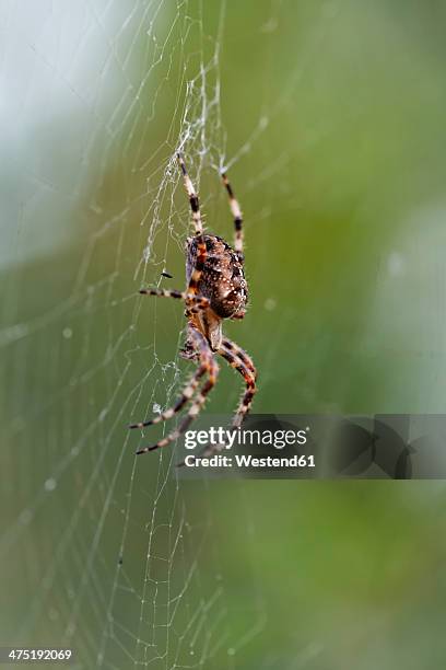 romania, arad, european garden spider - arad county romania stock pictures, royalty-free photos & images
