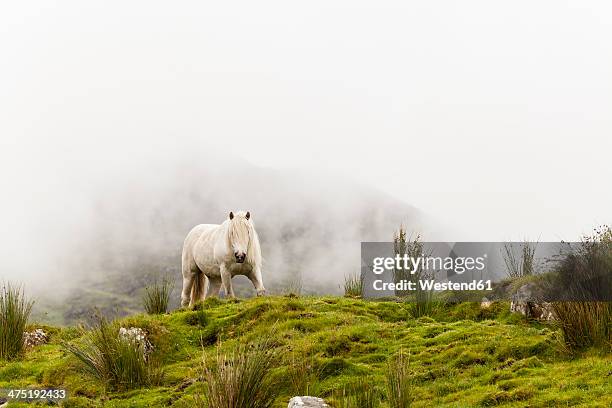 ireland, county kerry, connemara pony in meadow - connemara stock-fotos und bilder