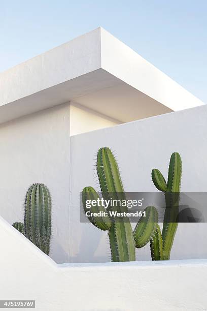 spain, lanzarote, puerto del carmen, cactus growing between walls - insel lanzarote stock-fotos und bilder