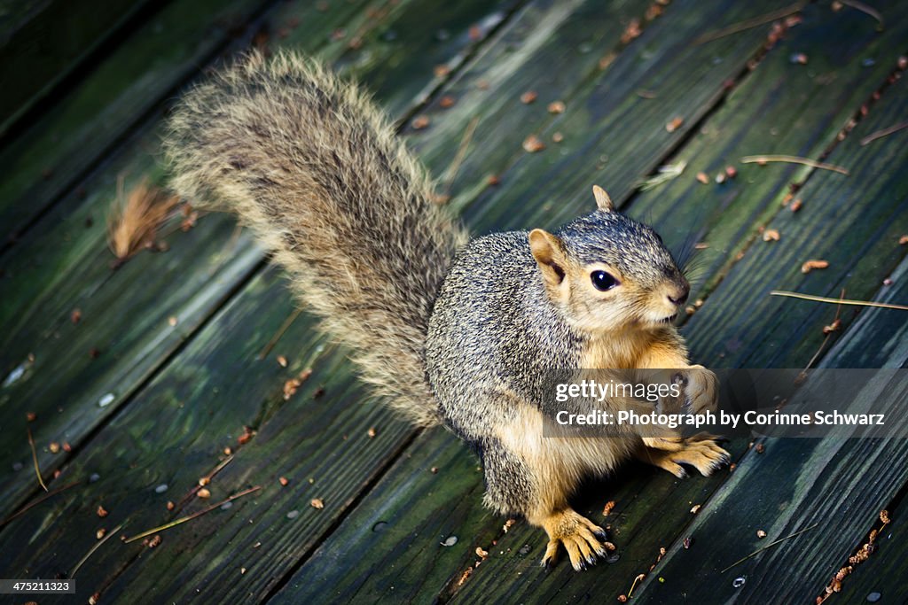 Eager Squirrel