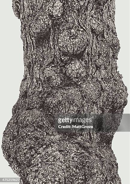 oak rinde - tree bark stock-grafiken, -clipart, -cartoons und -symbole