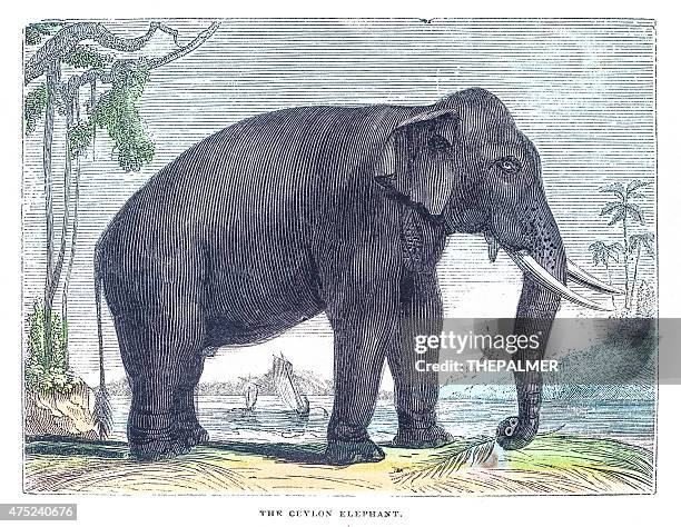 indian elephant engraving - indian elephant illustration stock illustrations