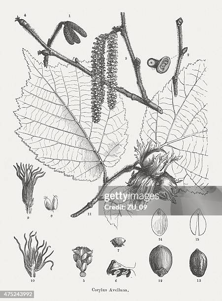 hazel, wood engraving, published in 1876 - hazelnuts stock illustrations