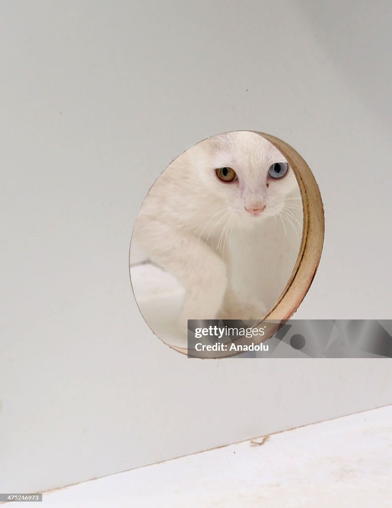 Turkish Van Cats