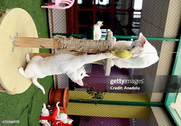 The Van cat is a distinctive landrace of domestic cat, found in the Lake Van region of eastern Turkey on February 26, 2014. One of the cats...