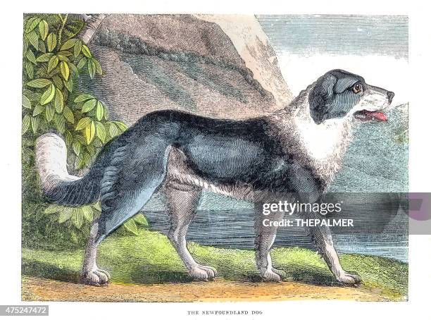 newfoundland dog engraving - newfoundland dog stock illustrations