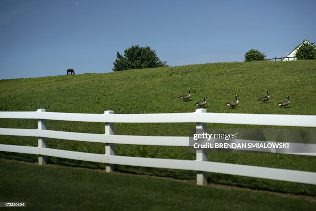 US-FEATURE-HORSE-GEESE