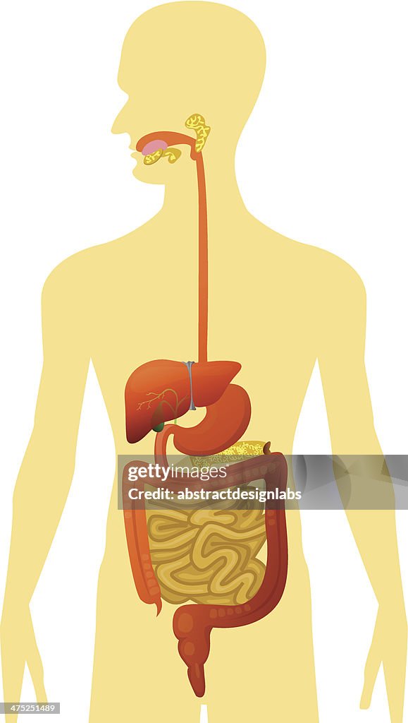Primitive Digestive System Digestive System Diagram Without Labels