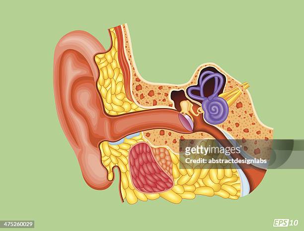 human ear - cross section - cochlea stock illustrations