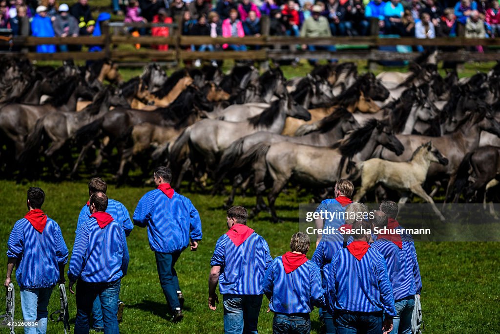 Wild Stallions Captured In Annual Corral