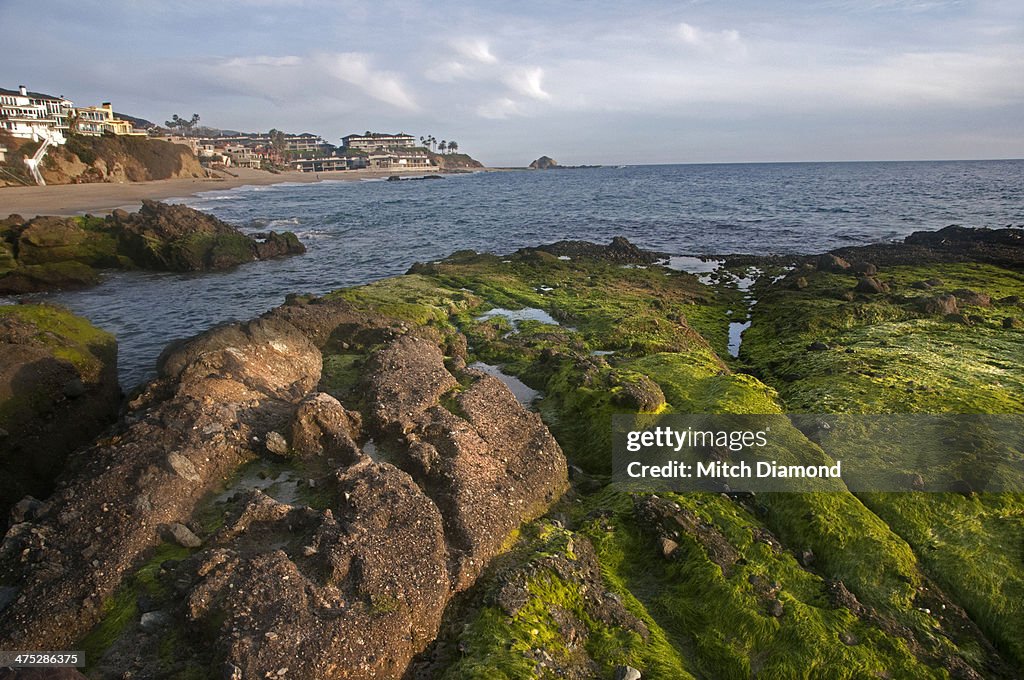 Moss covered beach rocks