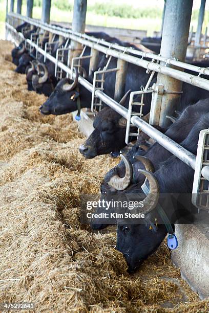 water buffalo feeding in stalls for mozzerella - bufalo indiano foto e immagini stock