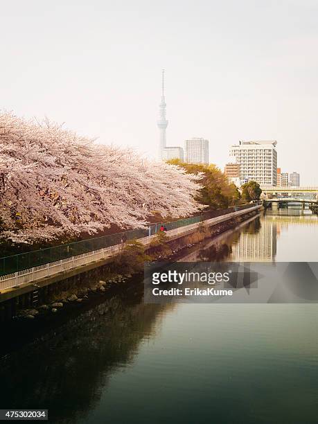 japanische river in tokio - stadtteil koto stock-fotos und bilder