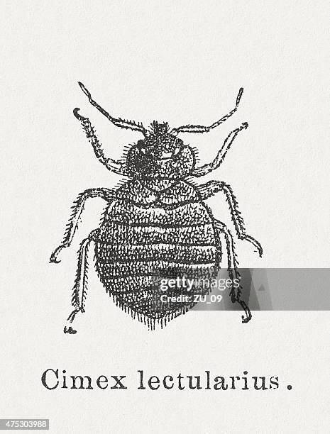bed bug (cimex lectularius), wood engraving, published in 1876 - bed bug stock illustrations