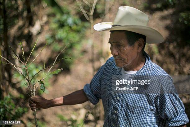 Nicaraguan coffee grower Fidencio Gonzales grabs a rust blighted coffee plant near Somoto, 200km from Managua on February 26, 2014. The 2013-2014...