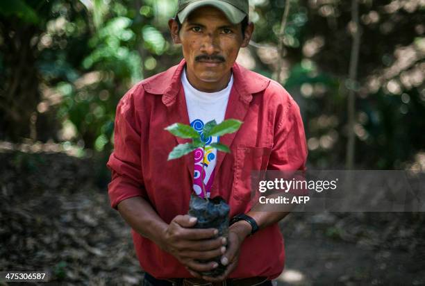 Nicaraguan coffee grower Isacio Lopez shows one of the new coffee plants he will use to replace the rust blighted ones at a plantation near Somoto,...