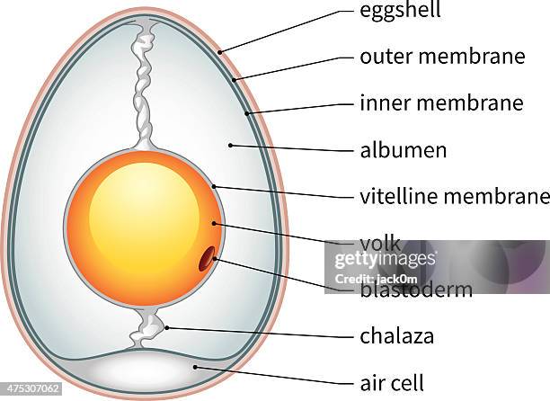 ilustraciones, imágenes clip art, dibujos animados e iconos de stock de huevo de pollo anatomía - membrane