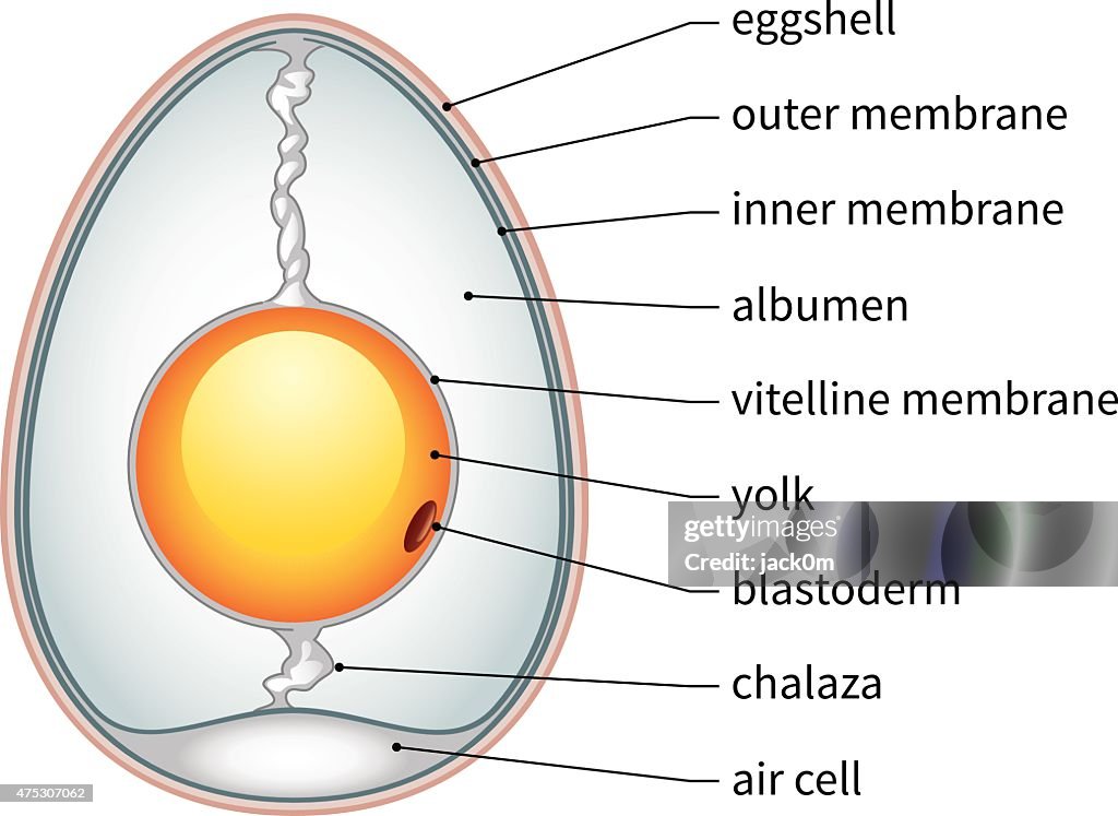 Anatomia de ovo de Galinha
