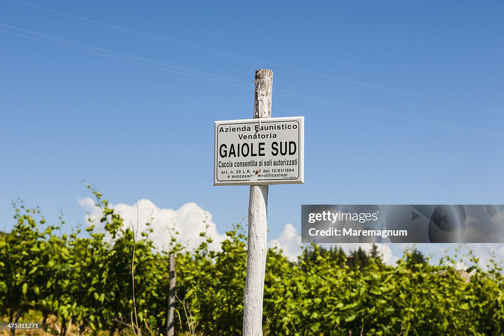 Brolio castle vineyards