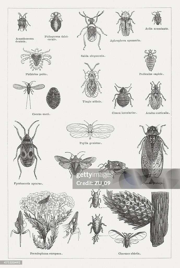 Insects, wood engravings, published in 1876