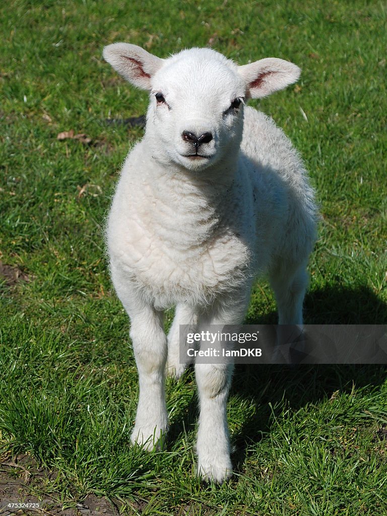 Spring Lamb