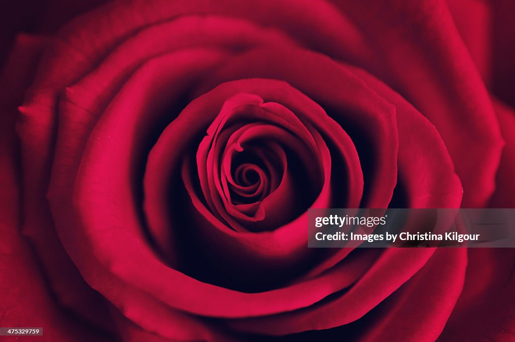 Valentine Rose