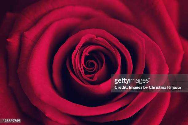 valentine rose - red roses stock pictures, royalty-free photos & images