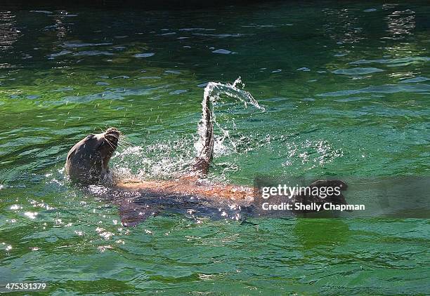 Shelley Ripple Shelly Ripple Photos and Premium High Res Pictures - Getty Images