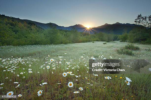 st helens mountain wild flowers, washington - mount st helens stock-fotos und bilder