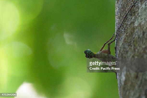 Flying draco lizard is on the trees in the conservation area Tangkoko.