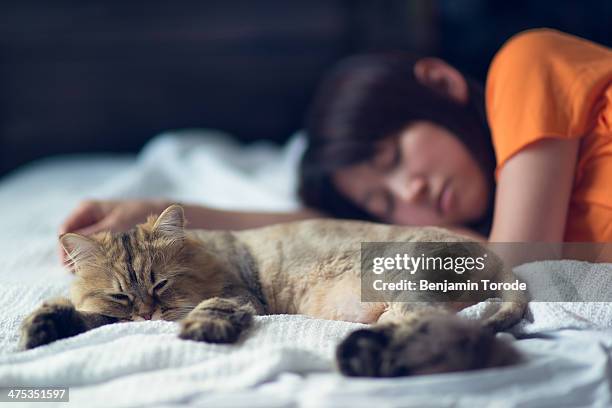 cat and girl taking nap on bed - cats on the bed stock pictures, royalty-free photos & images