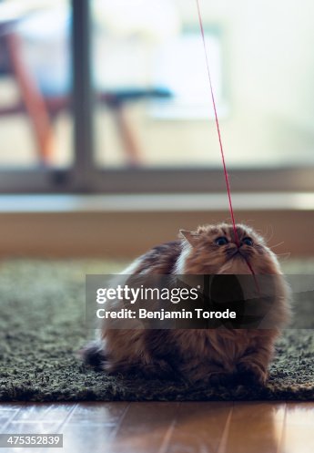 Pull String Cat Brown Persian Cat Pulling At Red String High-Res Stock Photo - Getty Images