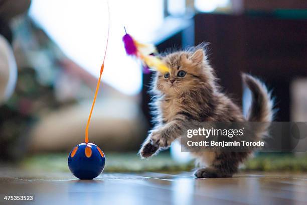 kitten prepares to pounce - persian cat stock pictures, royalty-free photos & images