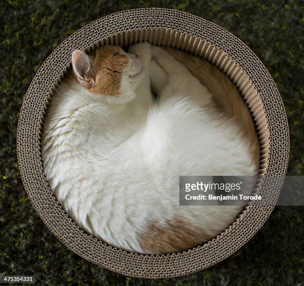 cat curled up in circular container - cat circle stock pictures, royalty-free photos & images