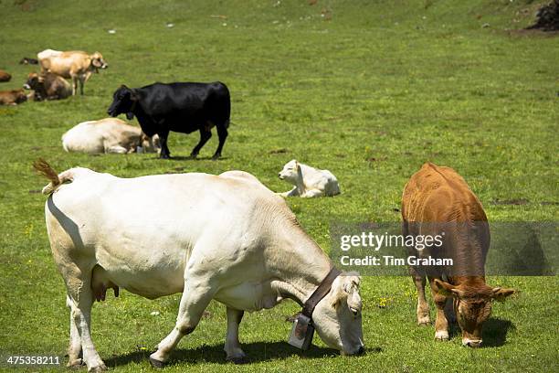 Alpine cattle on the Ofenpass, Pass dal Fuorn, in the Val Mustair part of the Swiss National Park, Switzerland