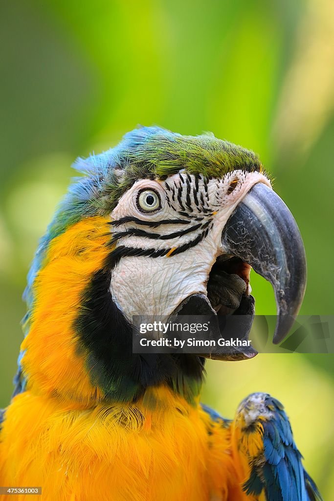 Blue and Gold Macaw