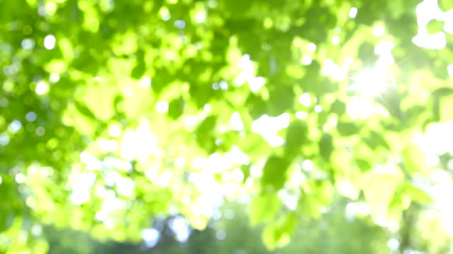 빗나간 포커스 신선한 녹색 잎 햇님 Sunbeams 대해