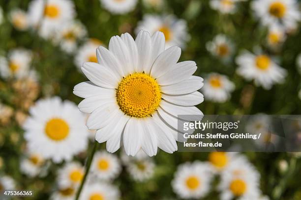 marguerite - marguerite daisy stock pictures, royalty-free photos & images