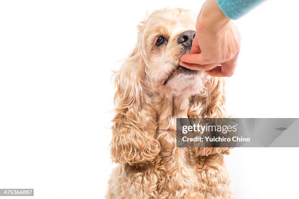 american cocker spaniel eating dog food - american cocker spaniel stockfoto's en -beelden