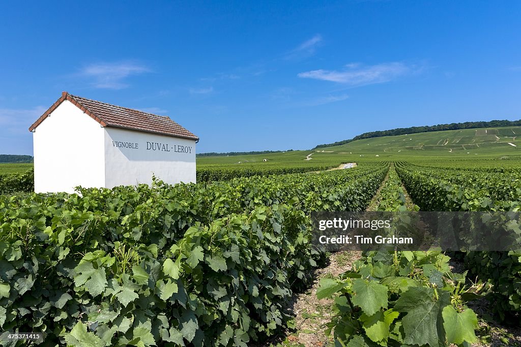 Duval-Leroy Champagne Vineyard, France