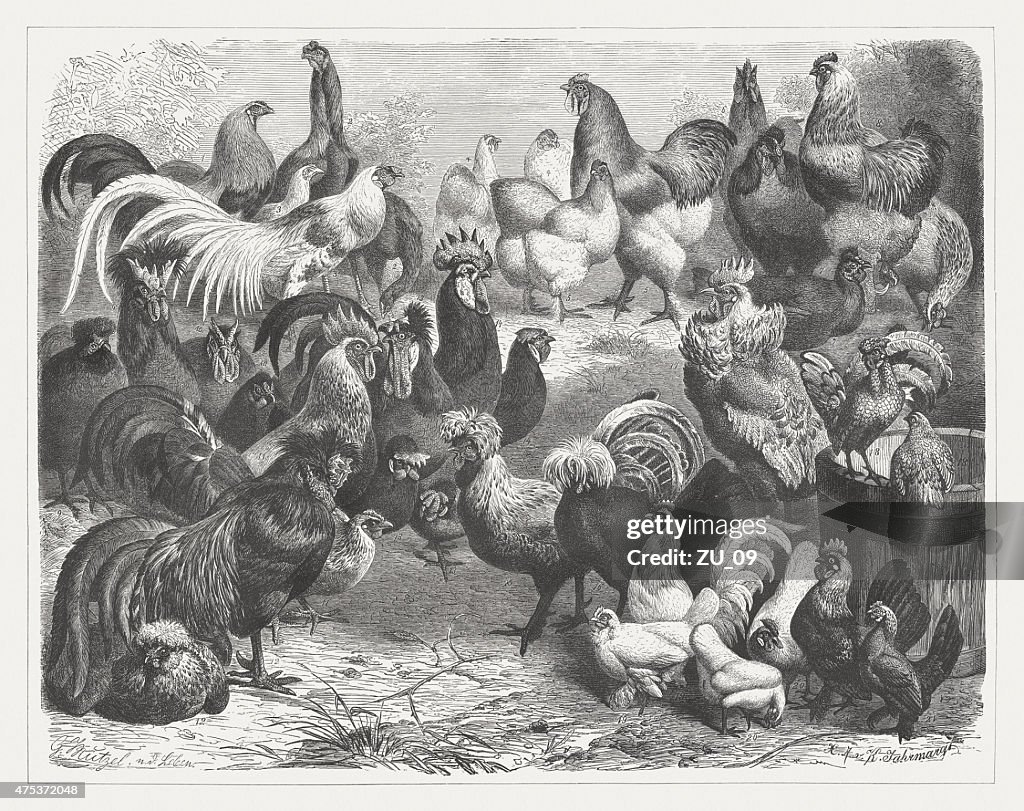 Poultry breeds, wood engraving, published in 1876