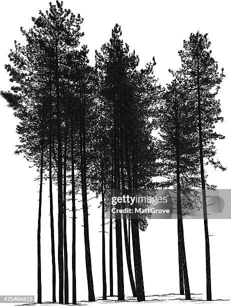 stockillustraties, clipart, cartoons en iconen met pines - naaldboom