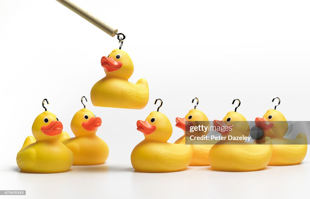 Hooking yellow rubber ducks