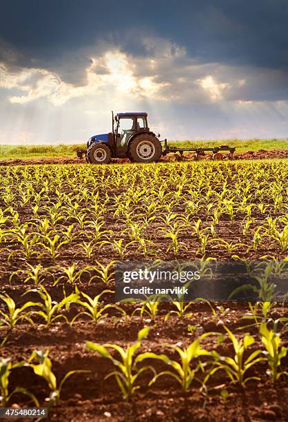 tractor working on the field in sunlight - tractor stockfoto's en -beelden