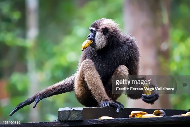 wild borneo gibbon - gibbon stock pictures, royalty-free photos & images