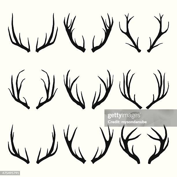 illustrazioni stock, clip art, cartoni animati e icone di tendenza di vettore raccolta di deer horns - cervo maschio