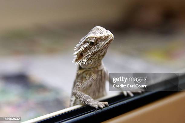 Bearded Dragon looks out from its tank at the Royal Society for the Prevention of Cruelty to Animals reptile rescue centre on May 29, 2015 in...