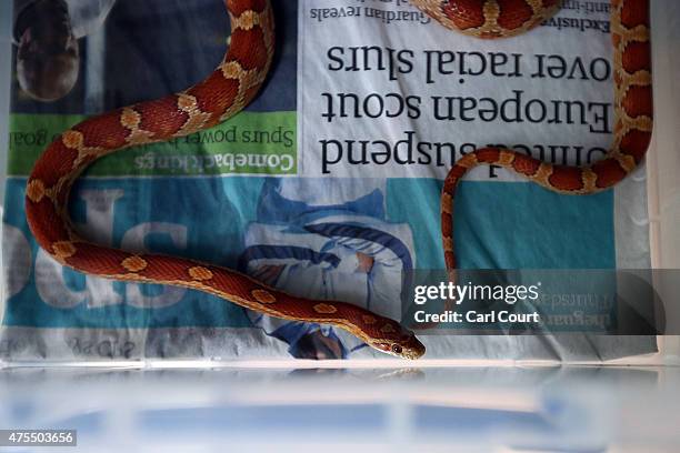 Corn Snake stays in its tank at the Royal Society for the Prevention of Cruelty to Animals reptile rescue centre on May 29, 2015 in Brighton,...